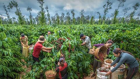 Bản tin nông sản hôm nay (29-6): Giá cà phê tăng mạnh, trở lại mốc 90.000 đồng/kg