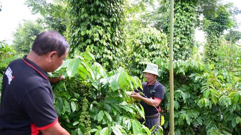 Bản tin nông sản hôm nay (28-6): Giá cà phê giảm, hồ tiêu neo ở mức cao  ​