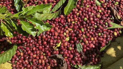 Giá cà phê Arabica tăng gần 7%