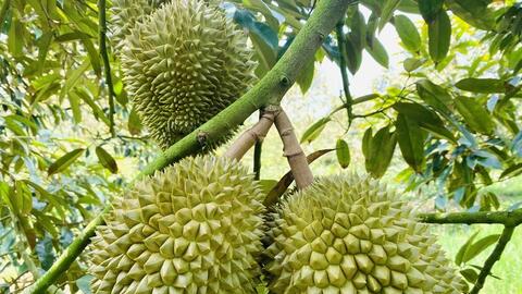 Nửa đầu năm 2026, xuất khẩu nông, lâm, thủy sản đạt gần 36 tỷ USD