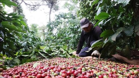Bản tin nông sản hôm nay (2-7): Giá cà phê vượt mốc 90.000 đồng/kg