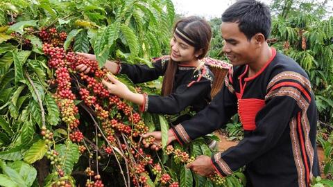 Bản tin nông sản hôm nay (6-7): Giá cà phê cao nhất trong 3 tháng, giá hồ tiêu ổn định