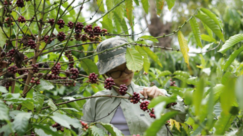 Giá cà phê hôm nay 27/7/2026: Dao động từ 95.300 - 95.800 đồng/kg