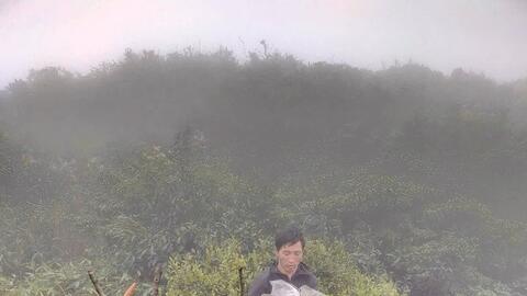 Khám phá đường đá cổ Pavi và rừng chè cổ thụ giữa đại ngàn Sin Suối Hồ