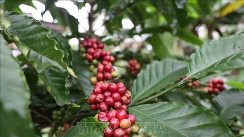 Bản tin nông sản hôm nay (7-8): Giá cà phê tăng nhẹ