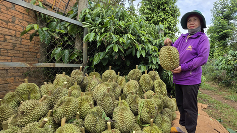 Đắk Lắk: Siết chặt quản lý giá, nâng cấp dịch vụ đón du khách tại Lễ hội Sầu riêng