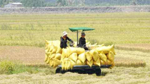 10 ha lúa Hè Thu cần thu hoạch sớm chạy lũ thượng nguồn đổ về Đồng Tháp Mười