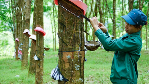 Giá cao su duy trì đà tăng nhờ nguồn cung toàn cầu thắt chặt