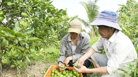 Song Lộc tập trung phát triển nông sản chủ lực