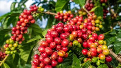 Bản tin nông sản hôm nay (27-8): Giá cà phê giảm, giá hồ tiêu ổn định