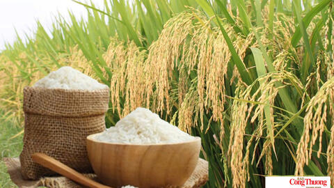 Giá lúa gạo hôm nay ngày 3/9/2026: Lúa tươi đồng loạt giảm