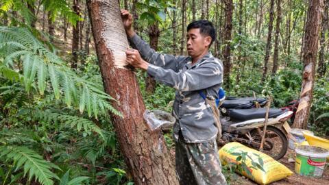 Khơi nguồn sinh kế từ rừng