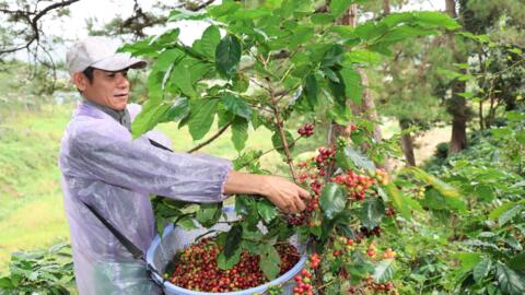 Lâm Đồng có gần 1.300 mã số vùng trồng nông sản phục vụ xuất khẩu