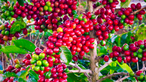 Sơn La tổ chức hội nghị kết nối giao thương cà phê Arabica 2026