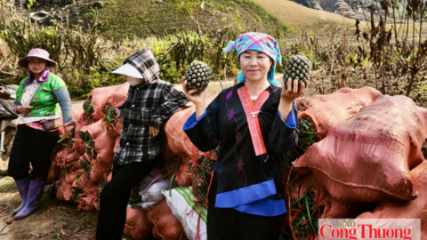 Pú Nhung: Từ đất lửa, xanh những mùa hy vọng