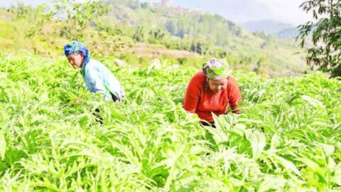 Nâng giá trị nông sản từ vùng nguyên liệu ở Lào Cai