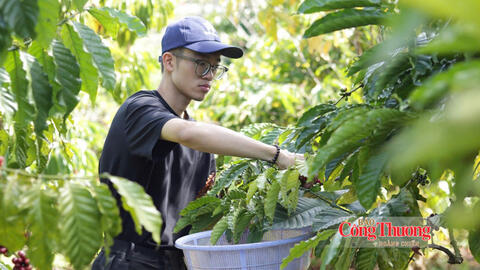 Giá cà phê hôm nay 12/10/2026: Lặng sóng phiên đầu tuần