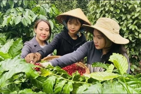 Bản tin nông sản hôm nay (24-5): Giá cà phê và hồ tiêu đồng loạt giảm sâu