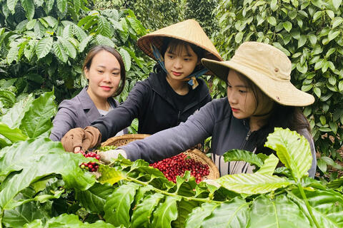 Giá cà phê hôm nay 14/6/2025, thị trường tăng giảm đan xen