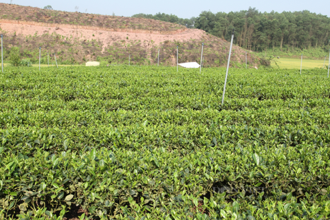 Phát triển vùng chè chất lượng cao, thúc đẩy tiêu thụ sản phẩm tại Bàn Đạt