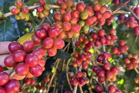 Giá cà phê Robusta tăng hơn 1,1% lên mức 3.660 USD/tấn