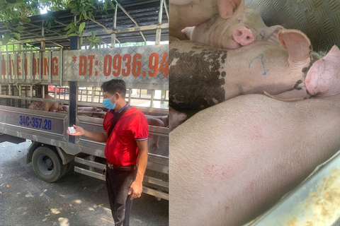 Phú Thọ: Ngăn chặn vụ vận chuyển 1,6 tấn lợn nhiễm dịch tả lợn châu Phi