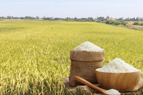 Giá lúa gạo hôm nay ngày 11/7: Thị trường lặng sóng