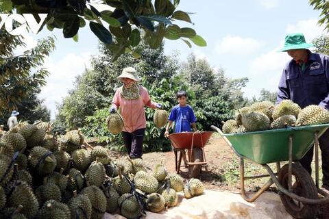 Xây dựng mã vùng thực chất - Siết chặt chuỗi giá trị cho “Vua trái cây”