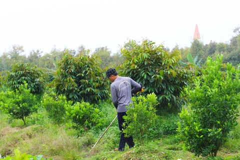 Sử dụng phân bón trong mùa mưa