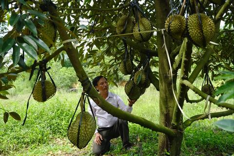 Từ tăng trưởng “nóng” đến chiến lược phát triển có kiểm soát ngành hàng sầu riêng