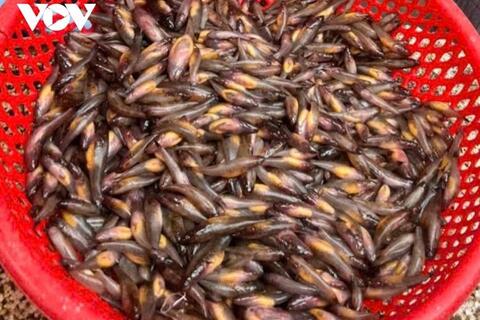 Nhớ mùa bống trứng - nước son
