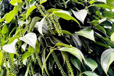 Công nhận cây đầu dòng hồ tiêu Đức Điệp