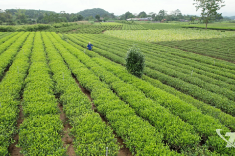 Khôi phục diện tích chè bị ngập úng