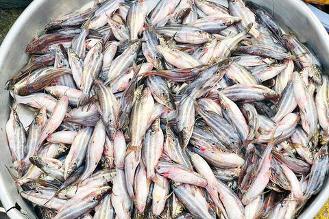 Nghề làm mắm ở vùng biên giới Ba Chúc