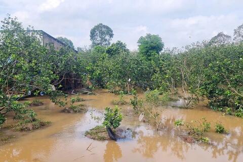 Triều cường gây ngập sâu nhiều diện tích cây trồng