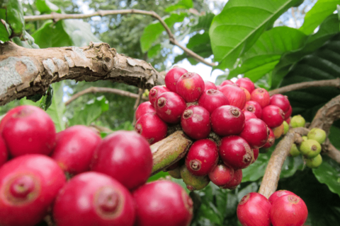 Giá cà phê Arabica tăng hơn 4%, vượt mốc 8.900 USD/tấn
