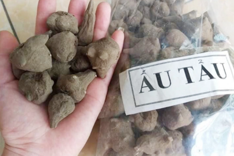 Tuyệt đối không sử dụng củ ấu tẩu khi chưa biết cách xử lý