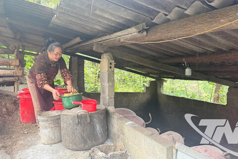 Giữ đàn lợn khỏe mạnh nhờ men vi sinh tự nhiên