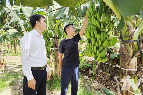 Chuối tiêu hồng phủ xanh vườn đồi Quân Chu