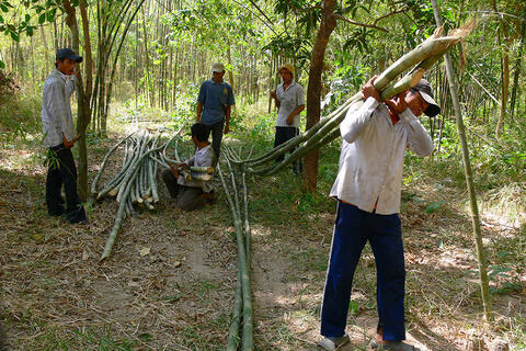 Cây tầm vông Bảy Núi