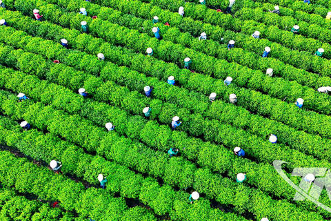 Kết nối số, lan tỏa hương trà