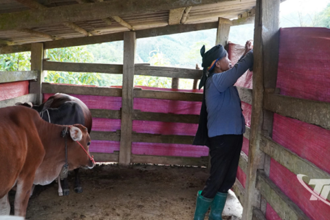 Chủ động phòng, chống rét cho đàn trâu, bò