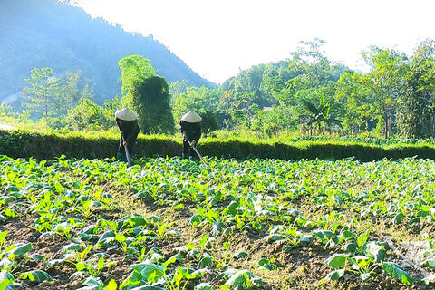 Đa dạng cây trồng vụ đông