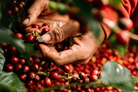 Bản tin nông sản hôm nay (25-11): Giá cà phê giảm nhẹ, hồ tiêu tăng mạnh