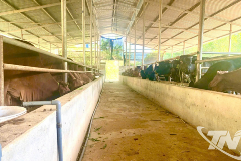 Liên kết chăn nuôi mở hướng thoát nghèo