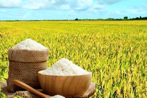 Giá lúa gạo hôm nay ngày 5/12: Gạo xuất khẩu tiếp đà giảm, lúa vững giá.