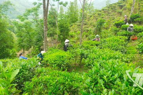 Đánh thức hương chè Shan tuyết
