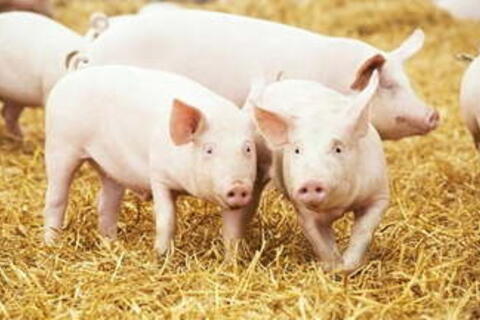 Giá heo hơi hôm nay 10/12/2025: Biến động trái chiều
