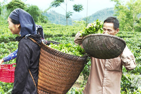 Hiệu quả từ đổi mới quy trình sản xuất chè ở Thượng Minh