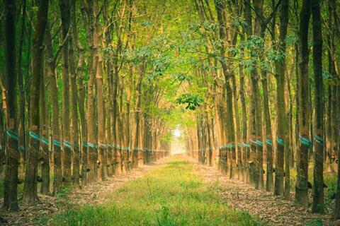 Giá cao su 11/12: Giao dịch châu Á trái chiều, thị trường trong nước ổn định